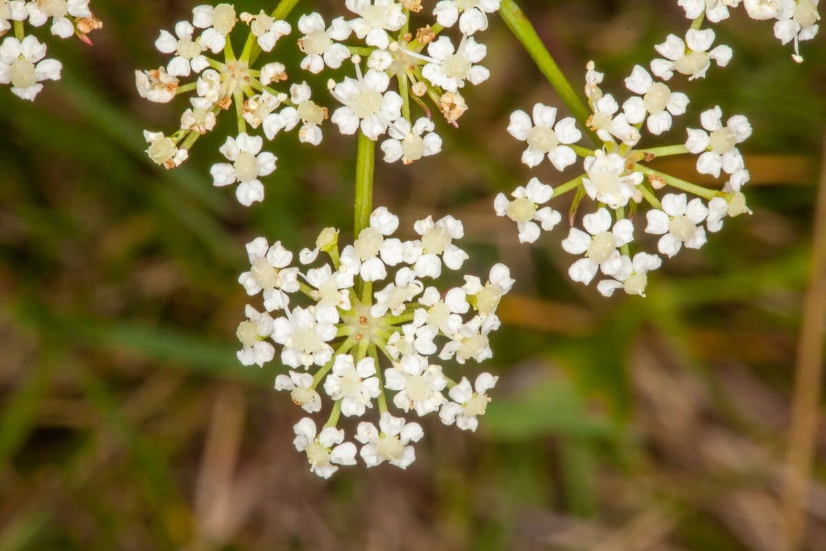 Berg-Haarstrang 3