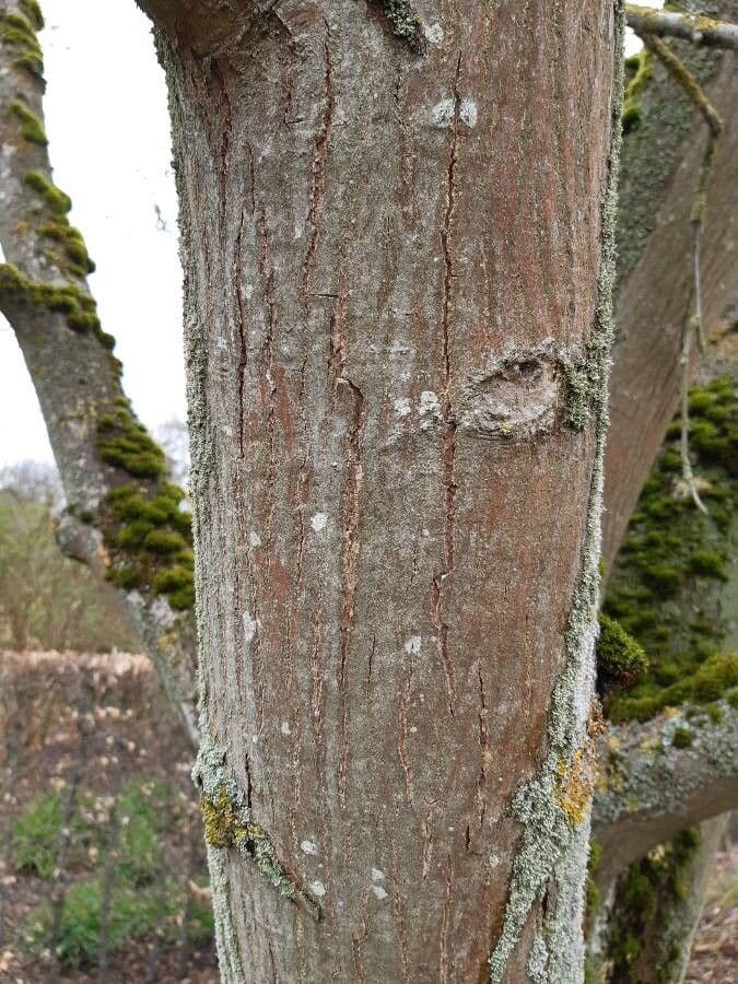 Pterocarya rhoifolia 24