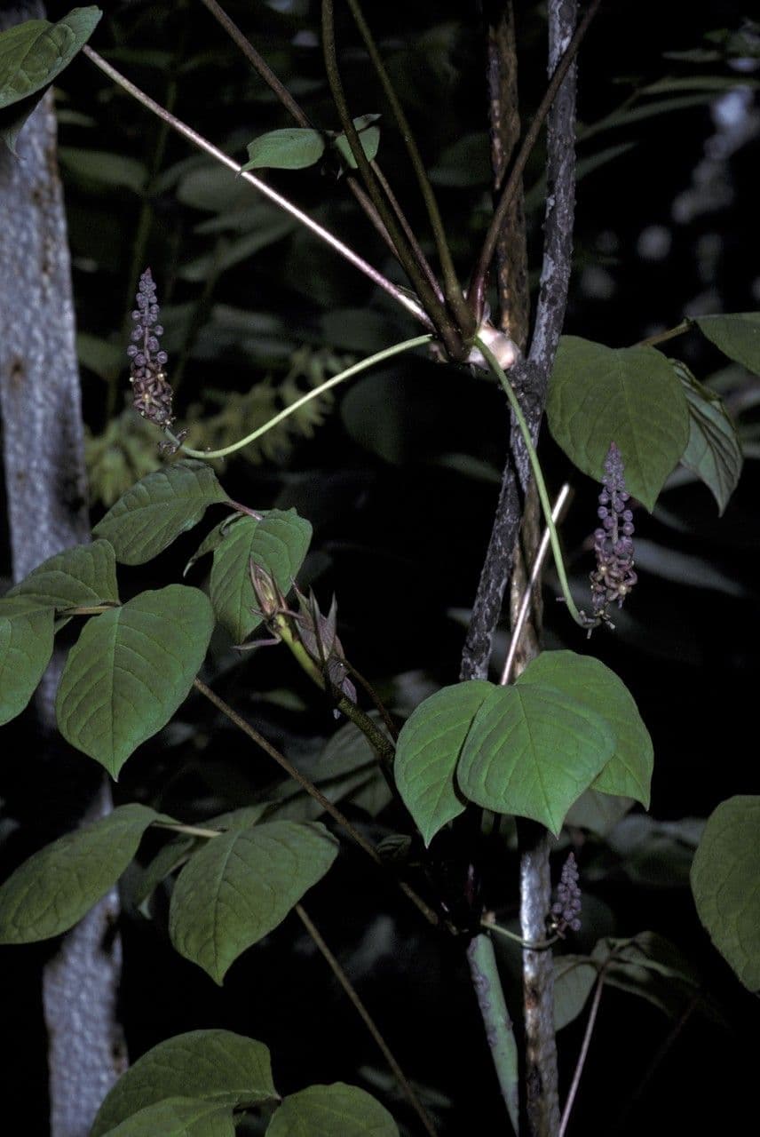 Sinofranchetia