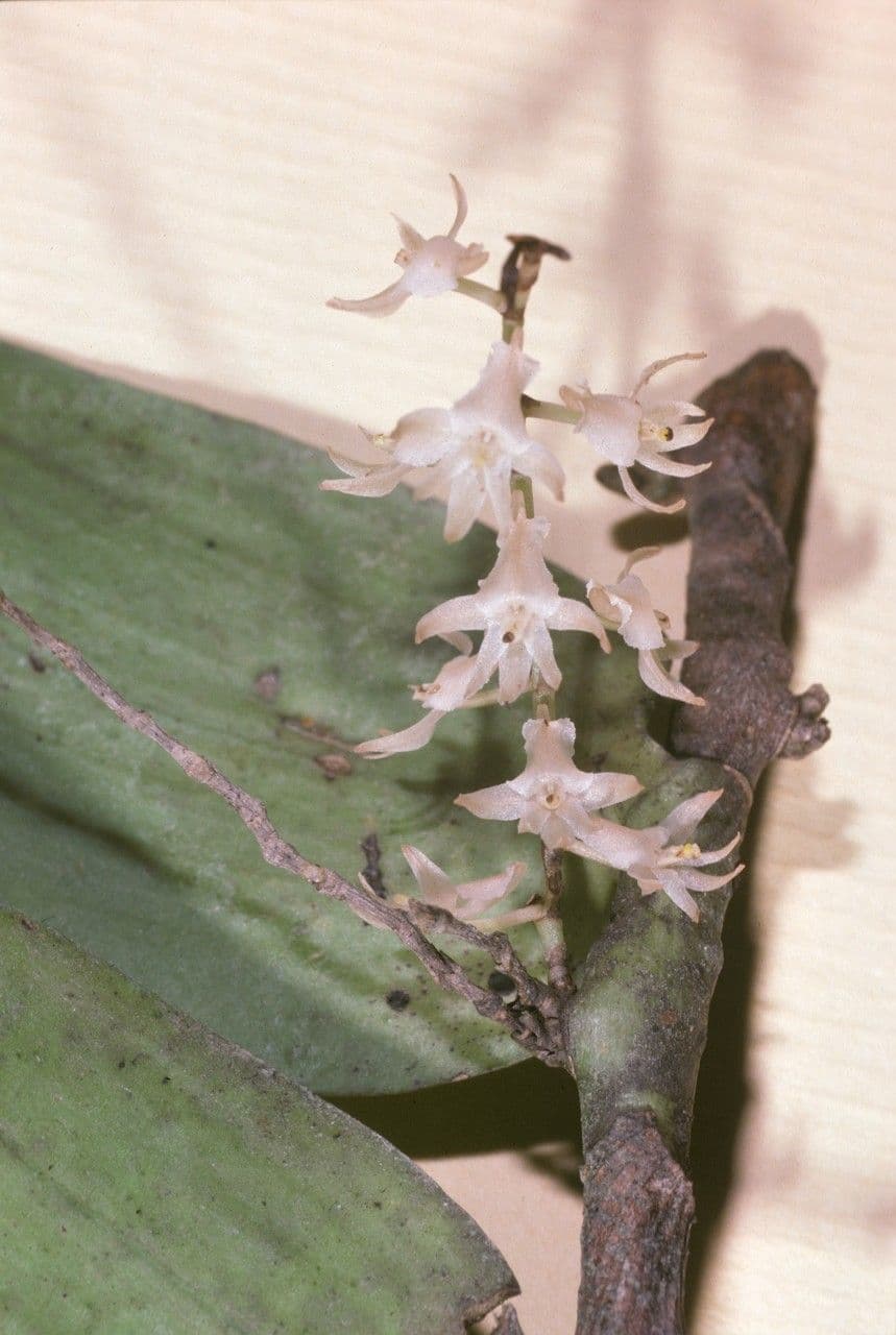 Diaphananthe 4