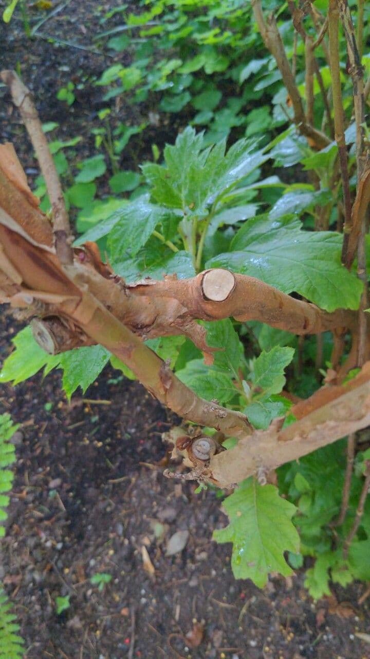 Hortenzie" 25