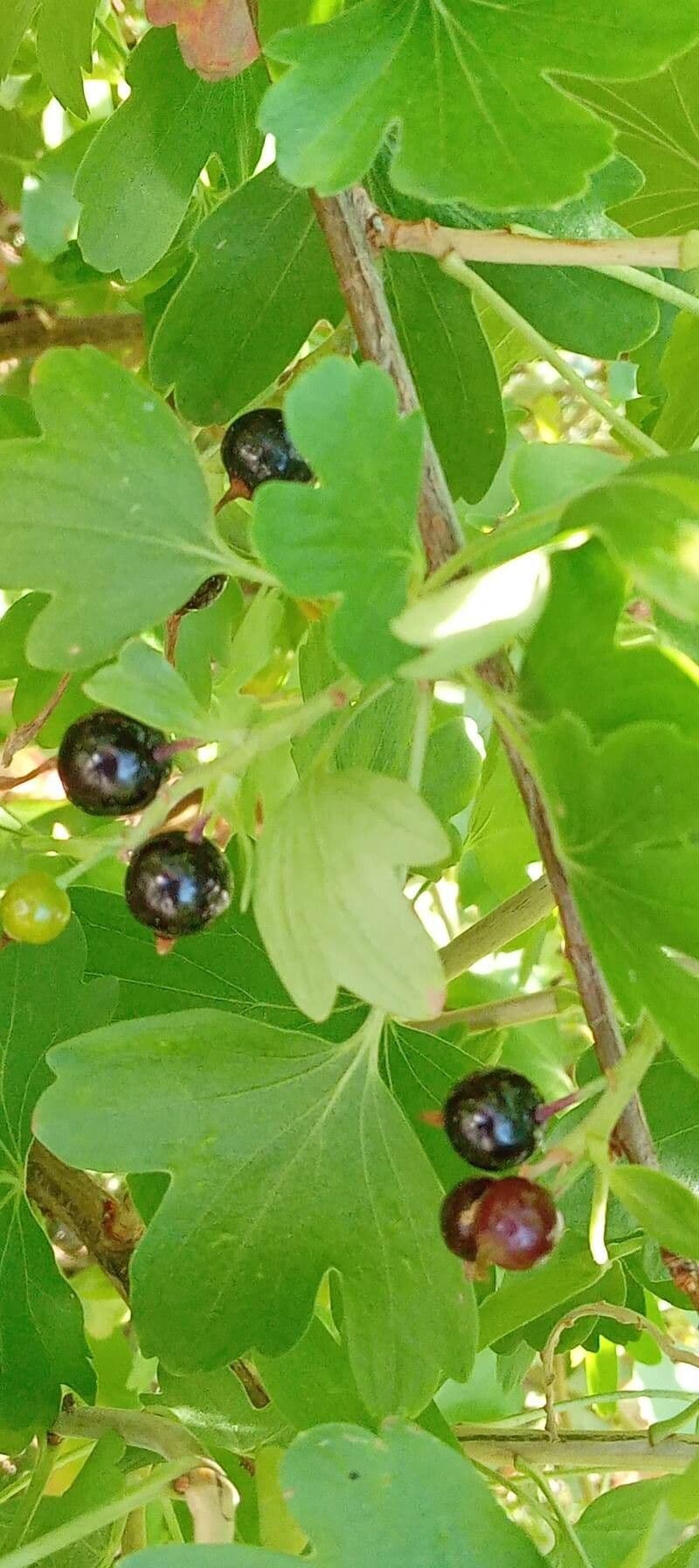 Ribes aureo 5