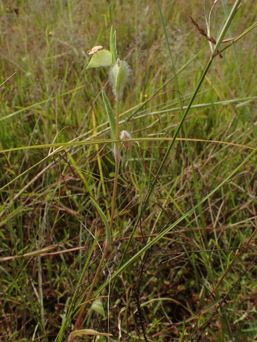 Commelina africana 7