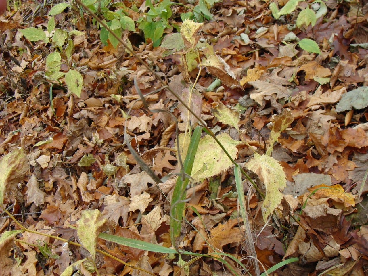 Bukovka“, “ 3