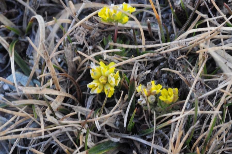 Draba