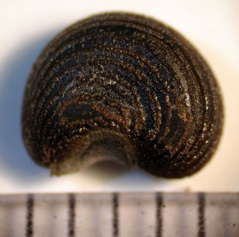 Moschus-Eibisch 29