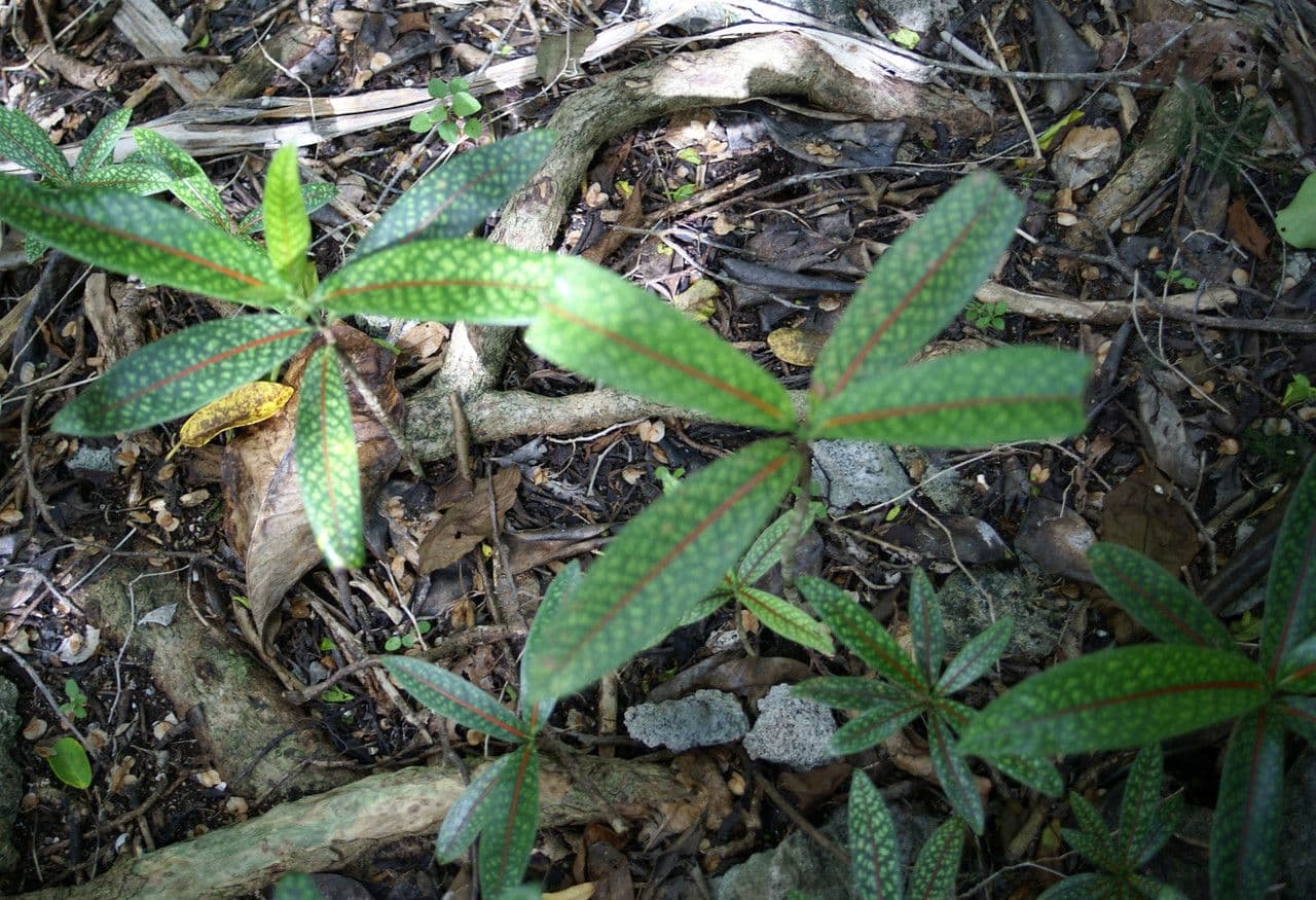 Coptosperma borbonicum 6