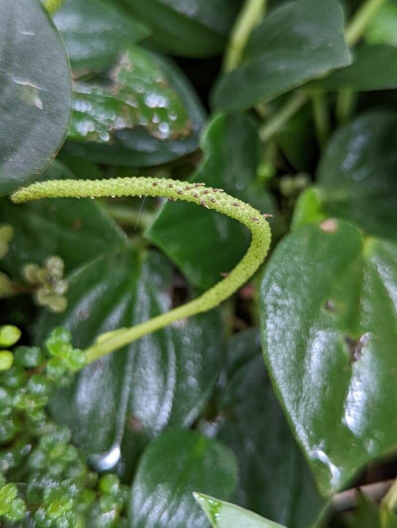 Peperomia velloziana 2