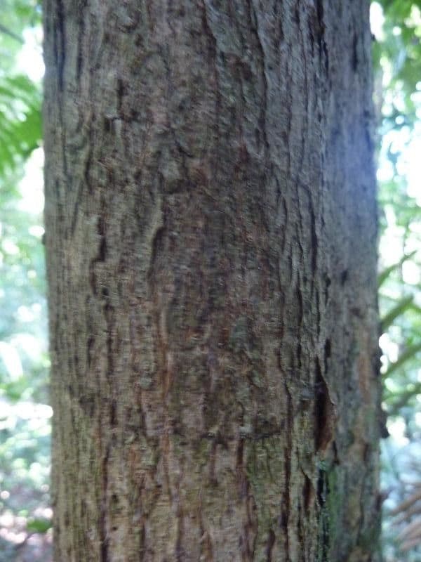 Apeiba glabra 3