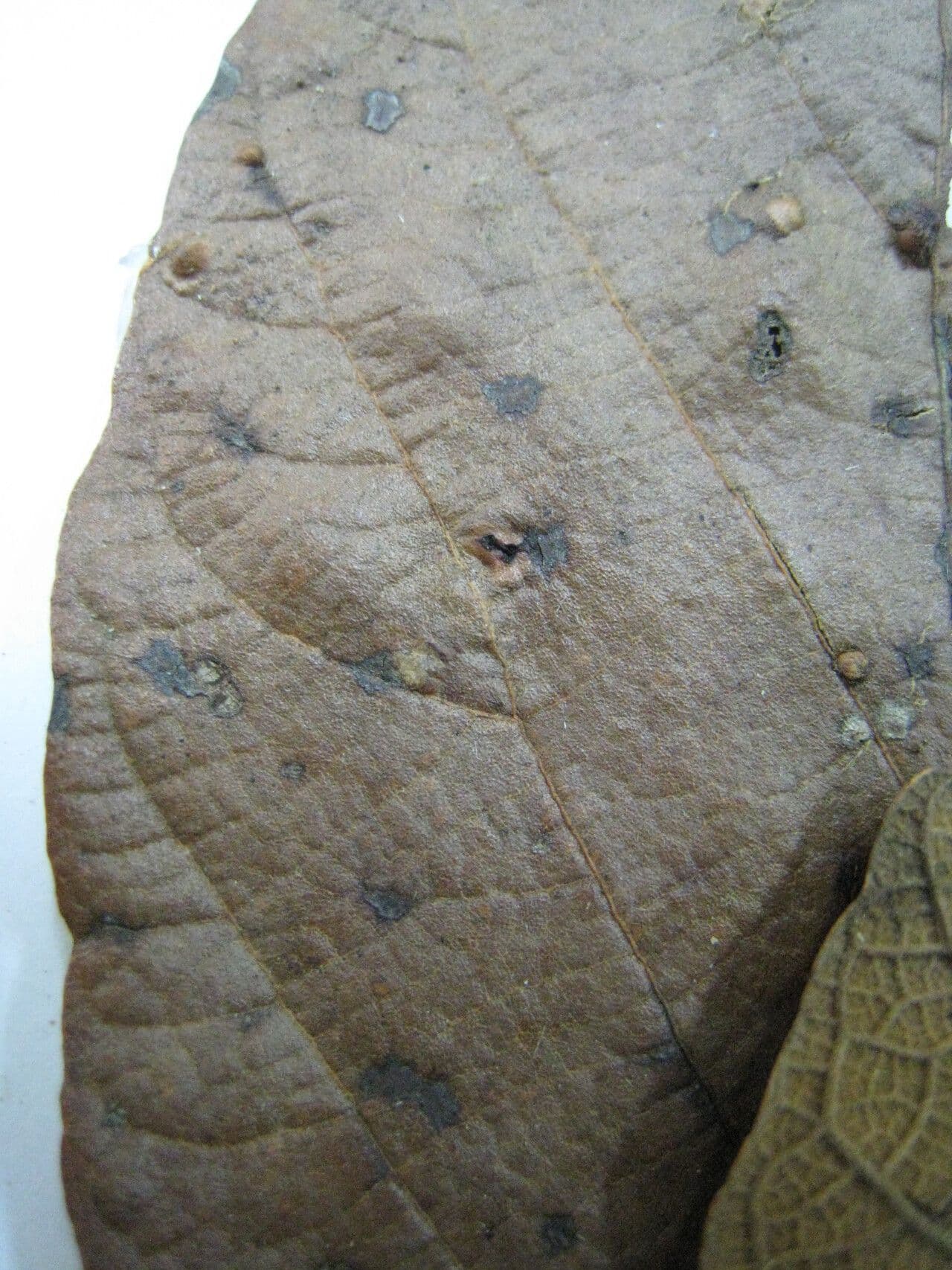 Sterculia 7