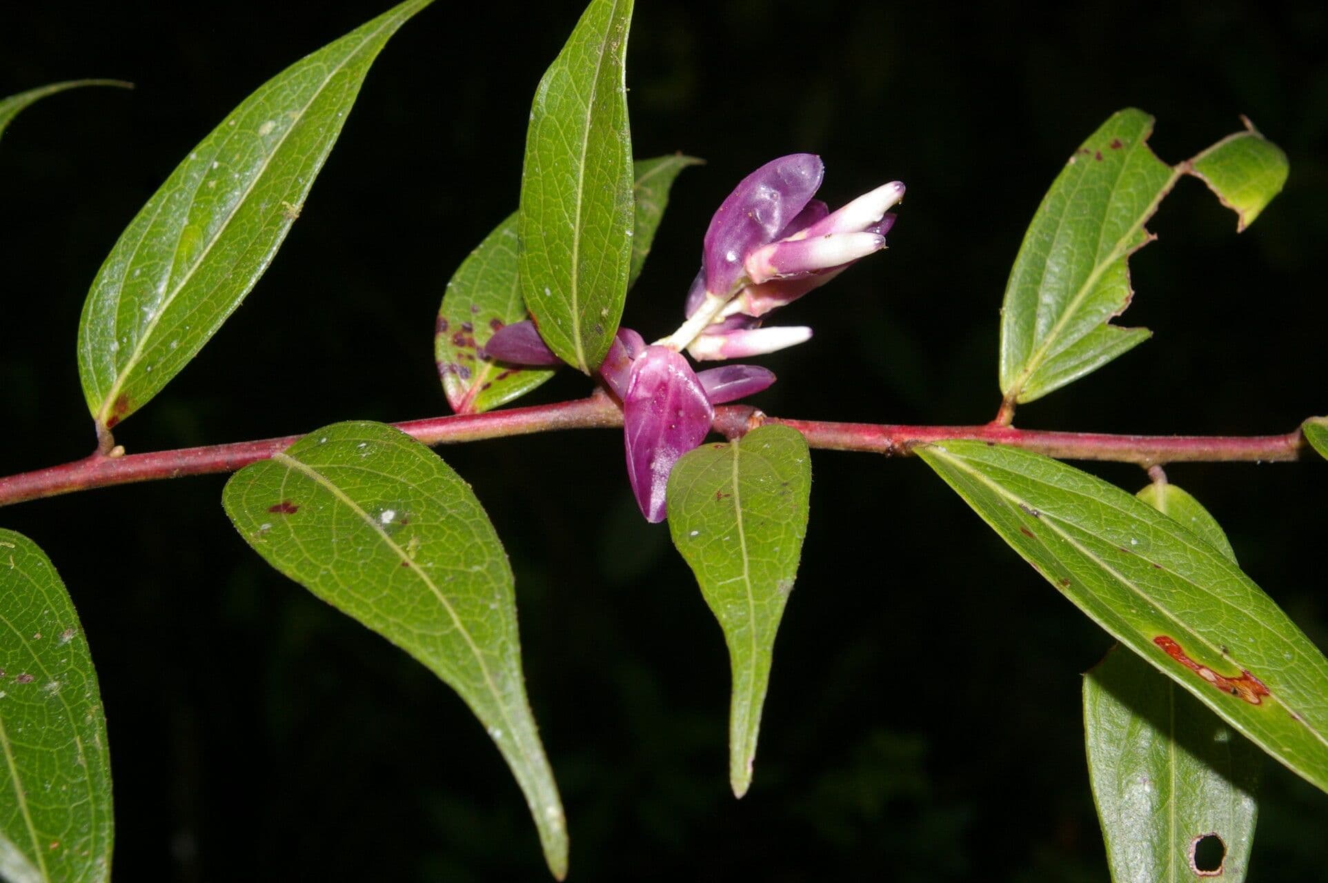 Cavendishia 5