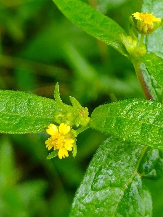 Sigesbeckia orientalis 7