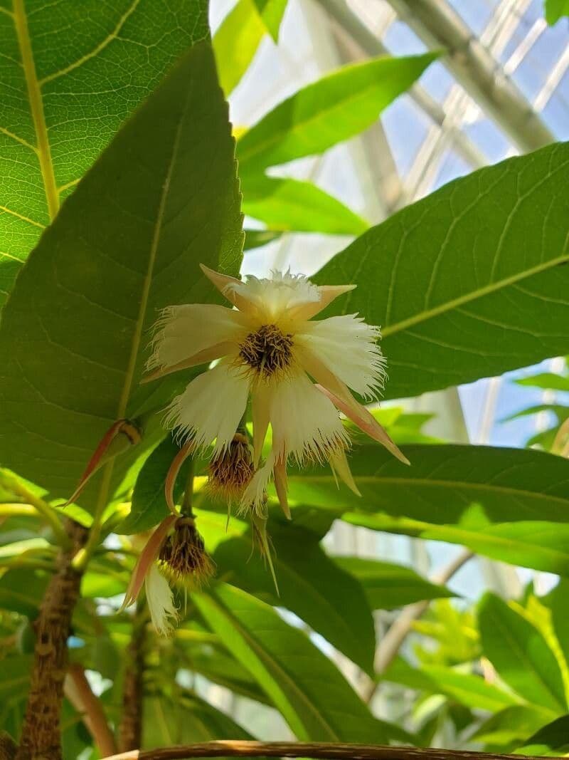 Blue Fig 4