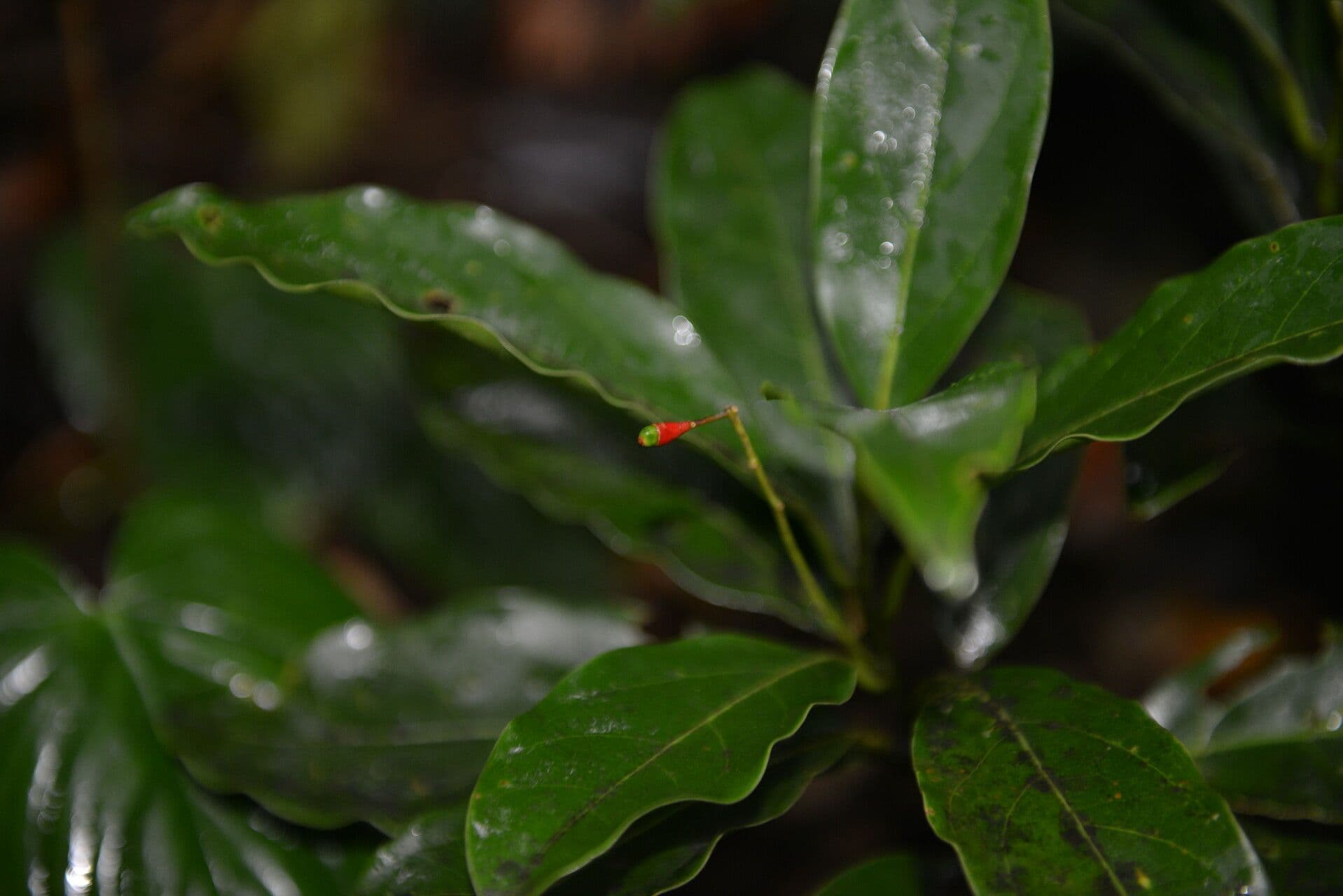 Ocotea 6