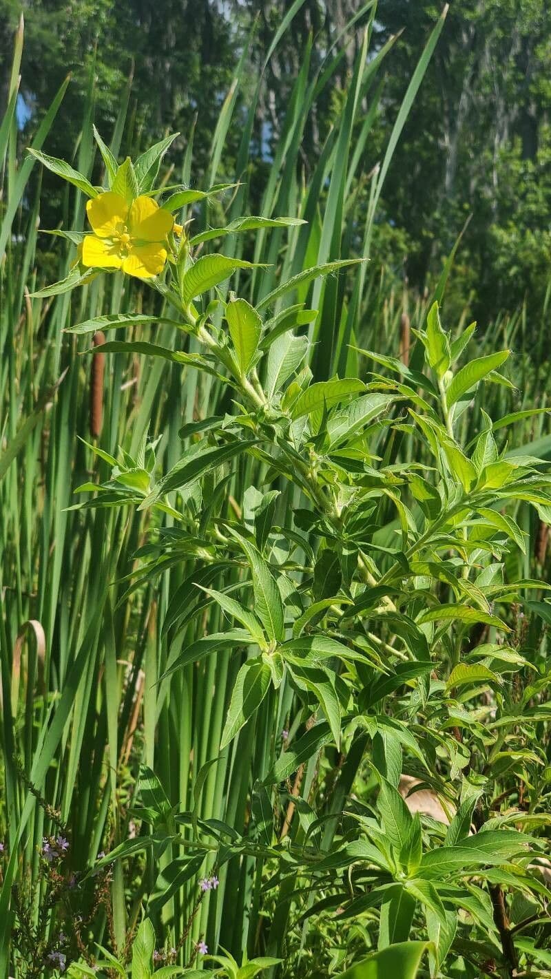 Peruvian primrose-willow 10