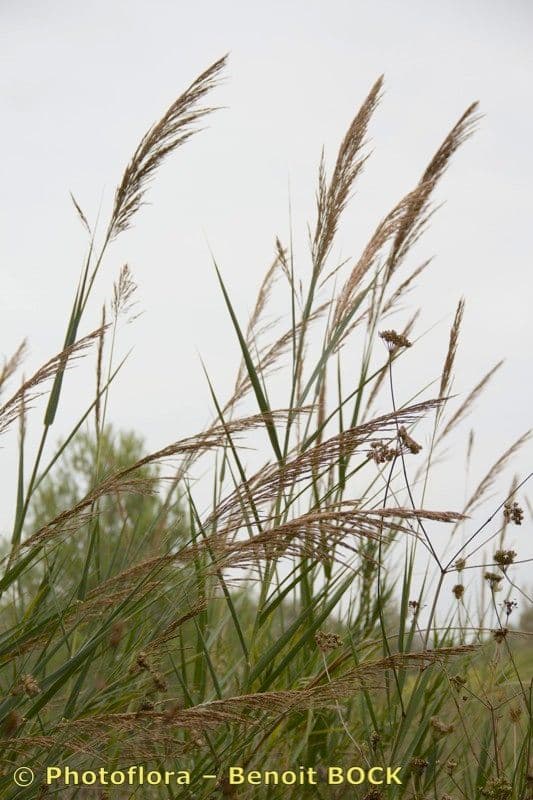 Arundo 11