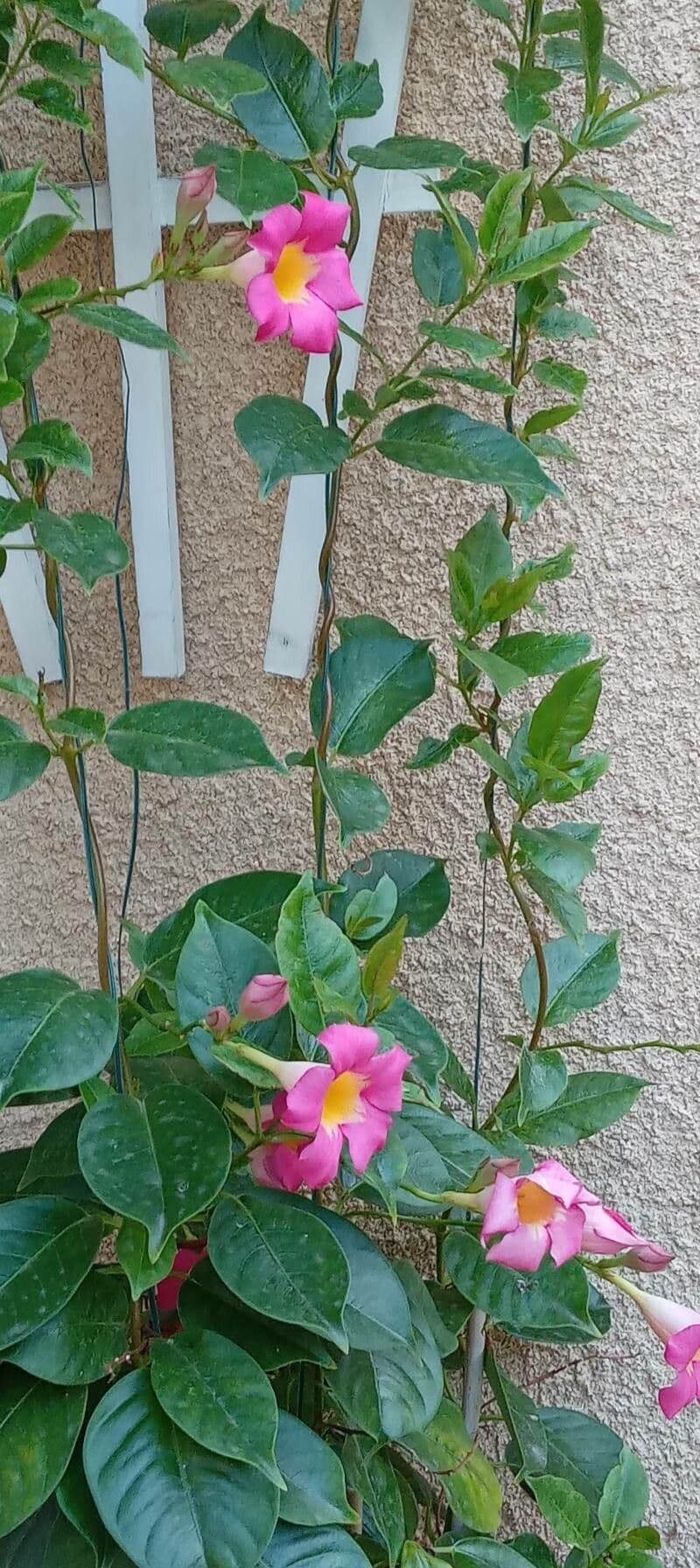 Chilenischer Jasmin 12