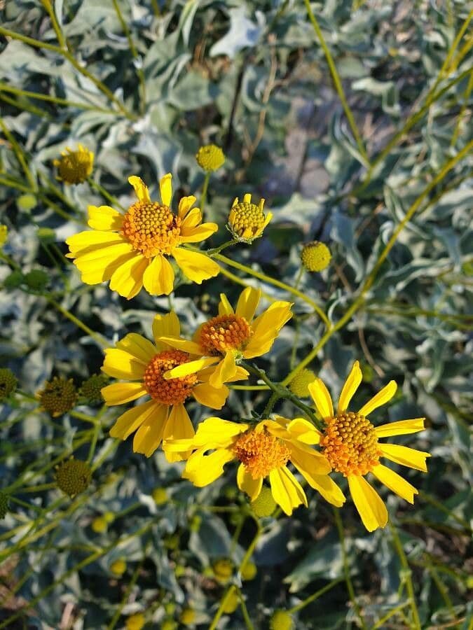 Encelia 5