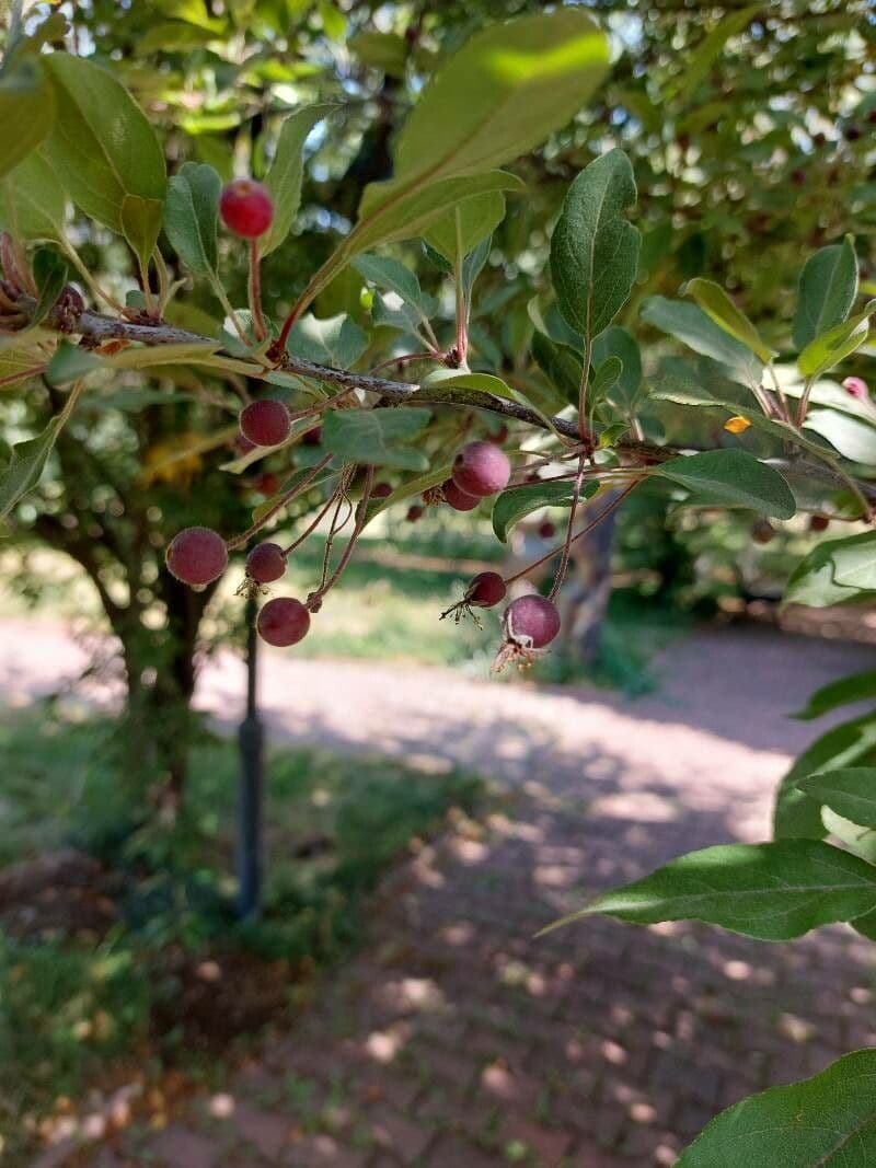 Hupeh-Apfel