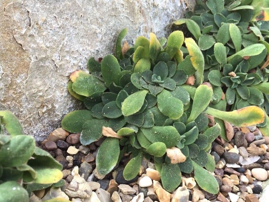 Primula 11