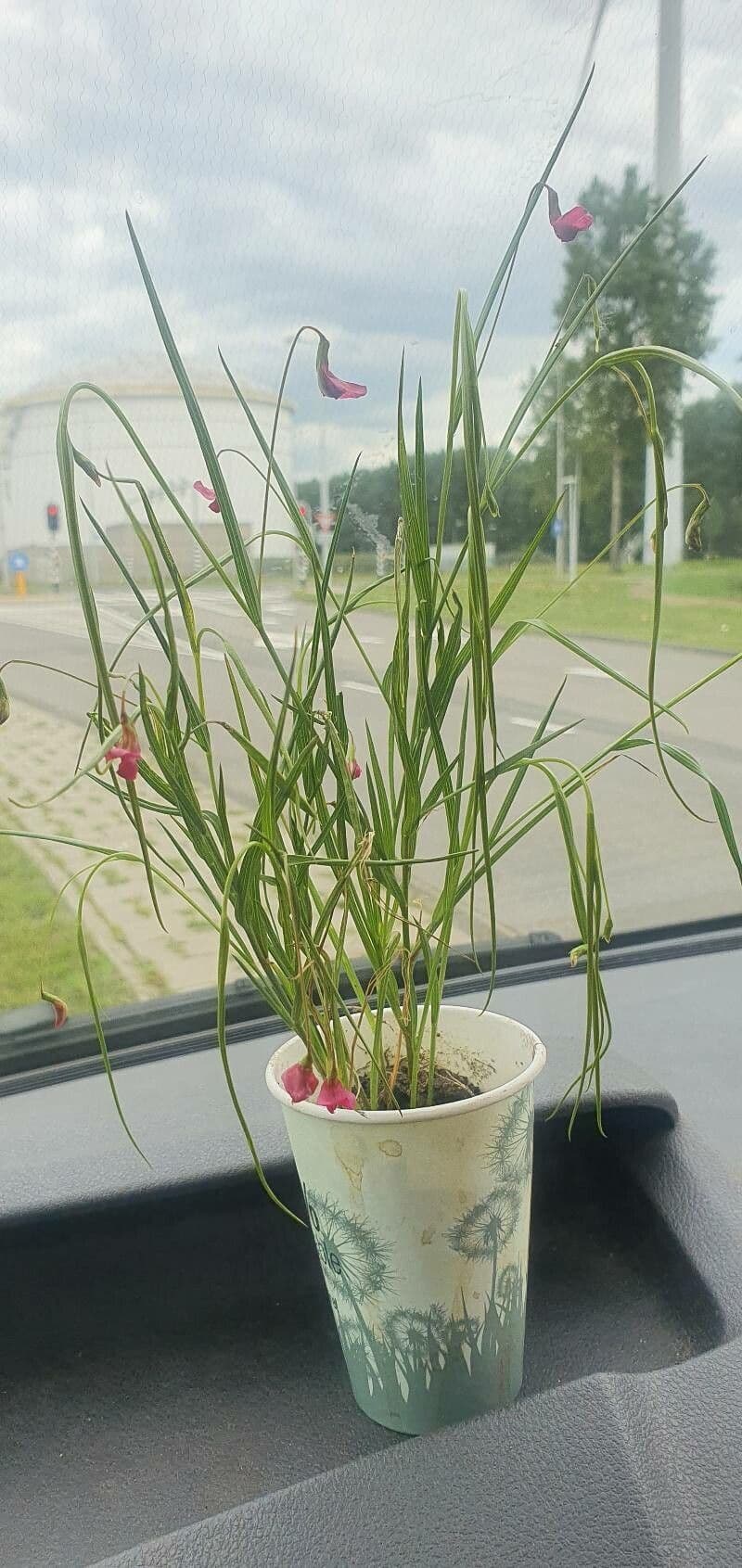 Gras-Platterbse 20