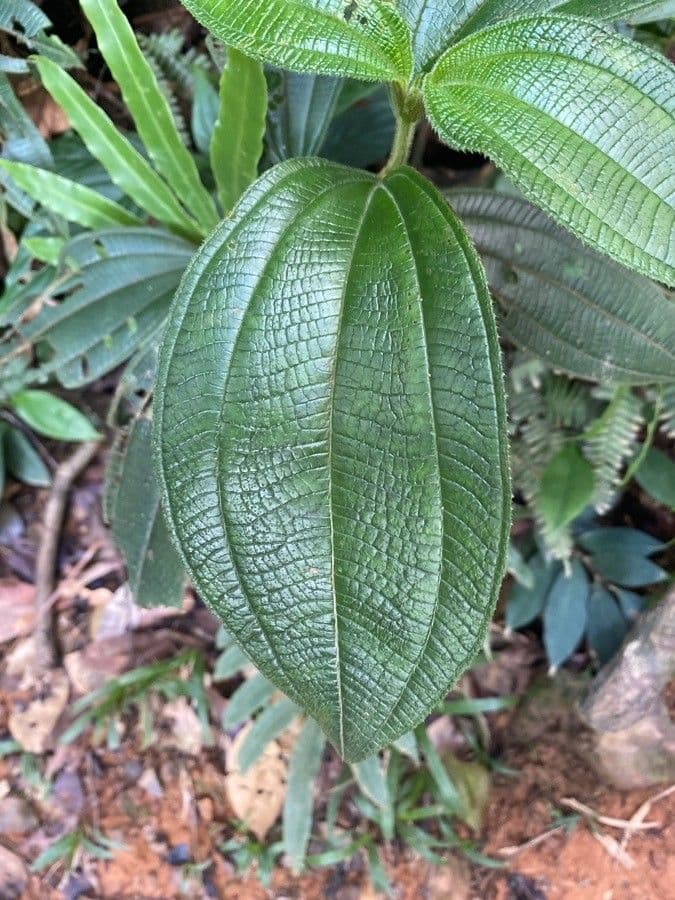 Miconia 4