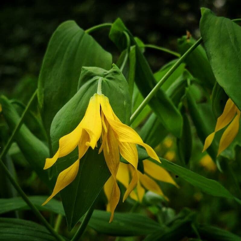 Uvularia grandiflora 6