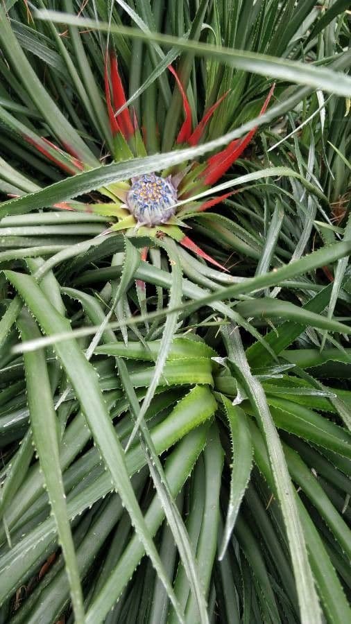 Bromelia 2