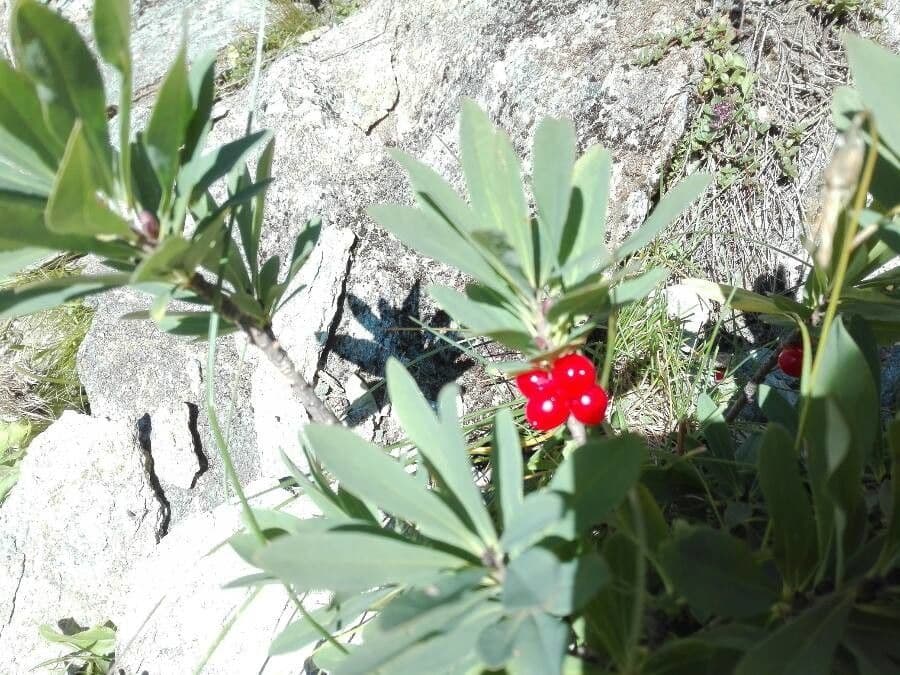 Fior di stecco 19