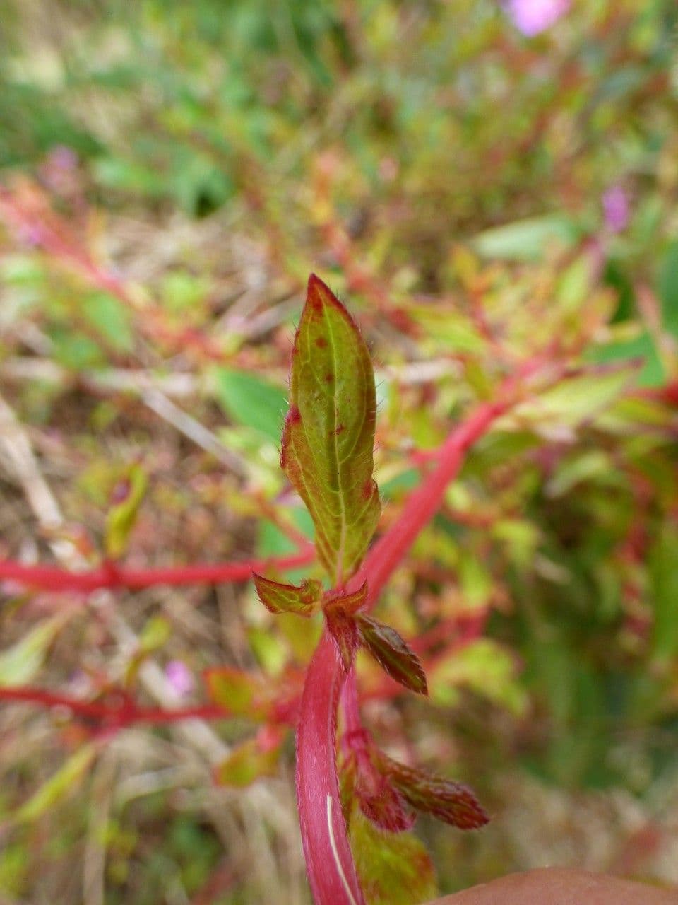 Centradenia 17