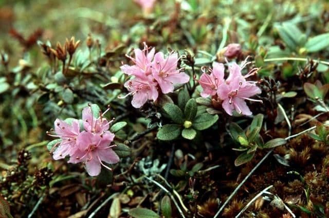 Rododendro lapponico 6