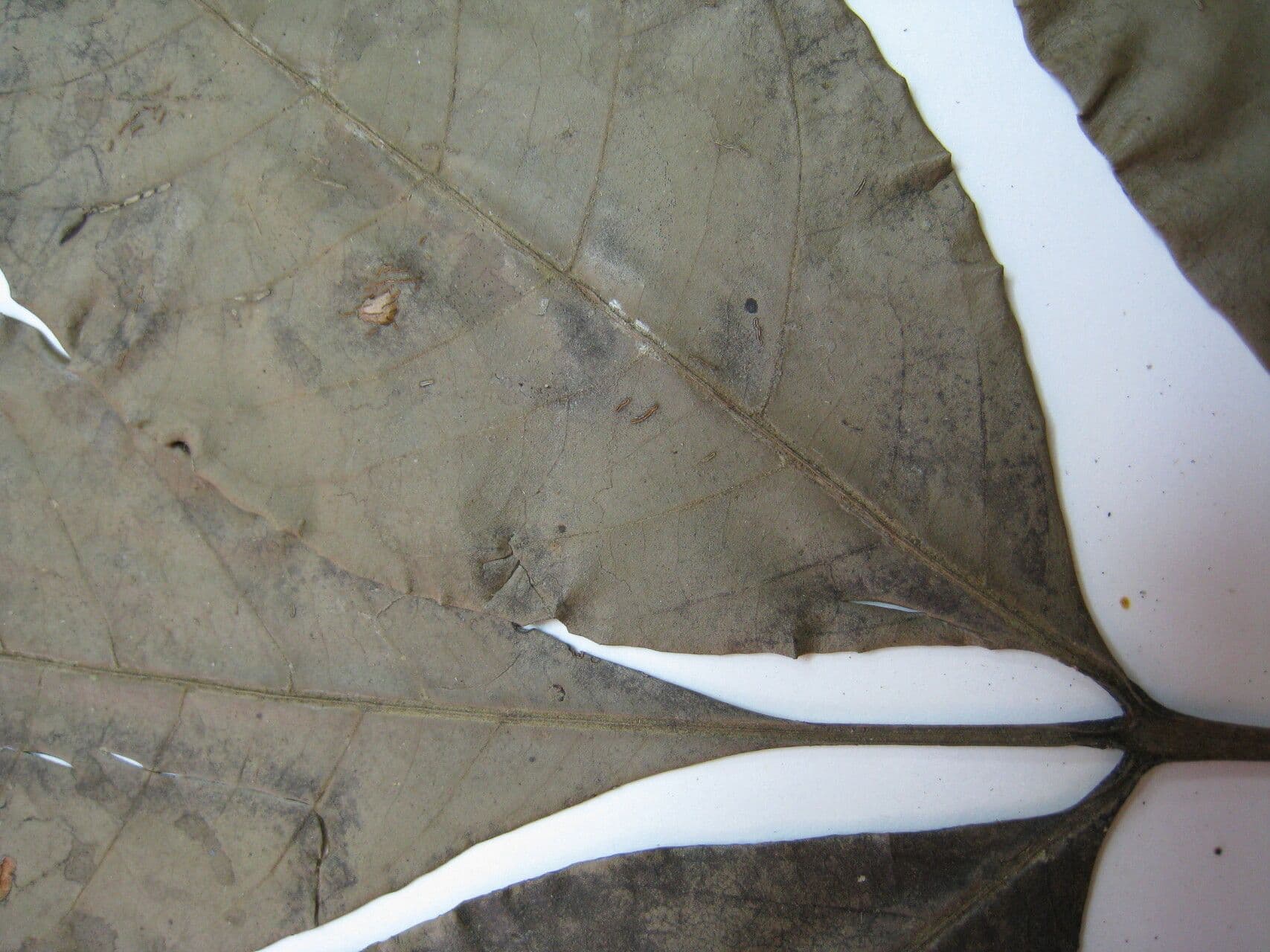 Trichilia micrantha 2