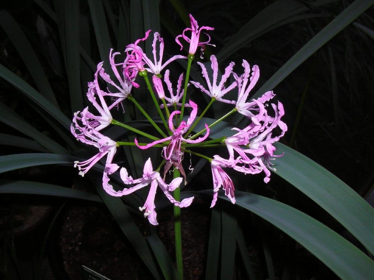Nerine 3