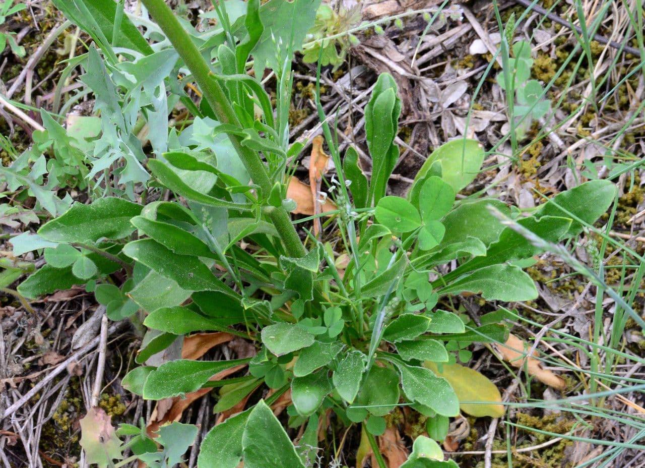 Silene otite 11