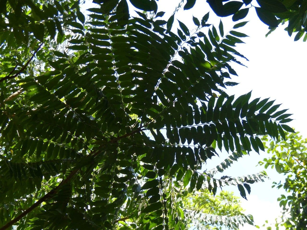Bilimbi 26