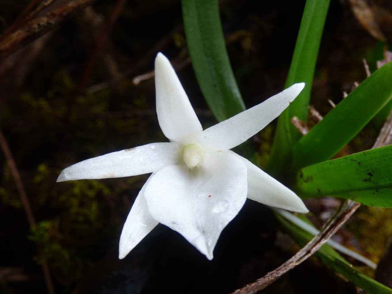 Angraecum 7