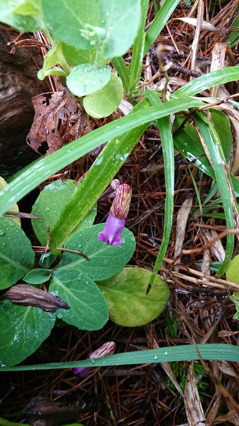Aeginetia indická 3