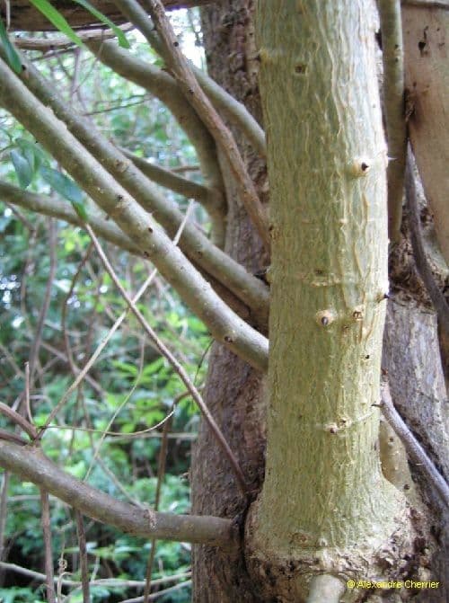 Erythrina bruna 23
