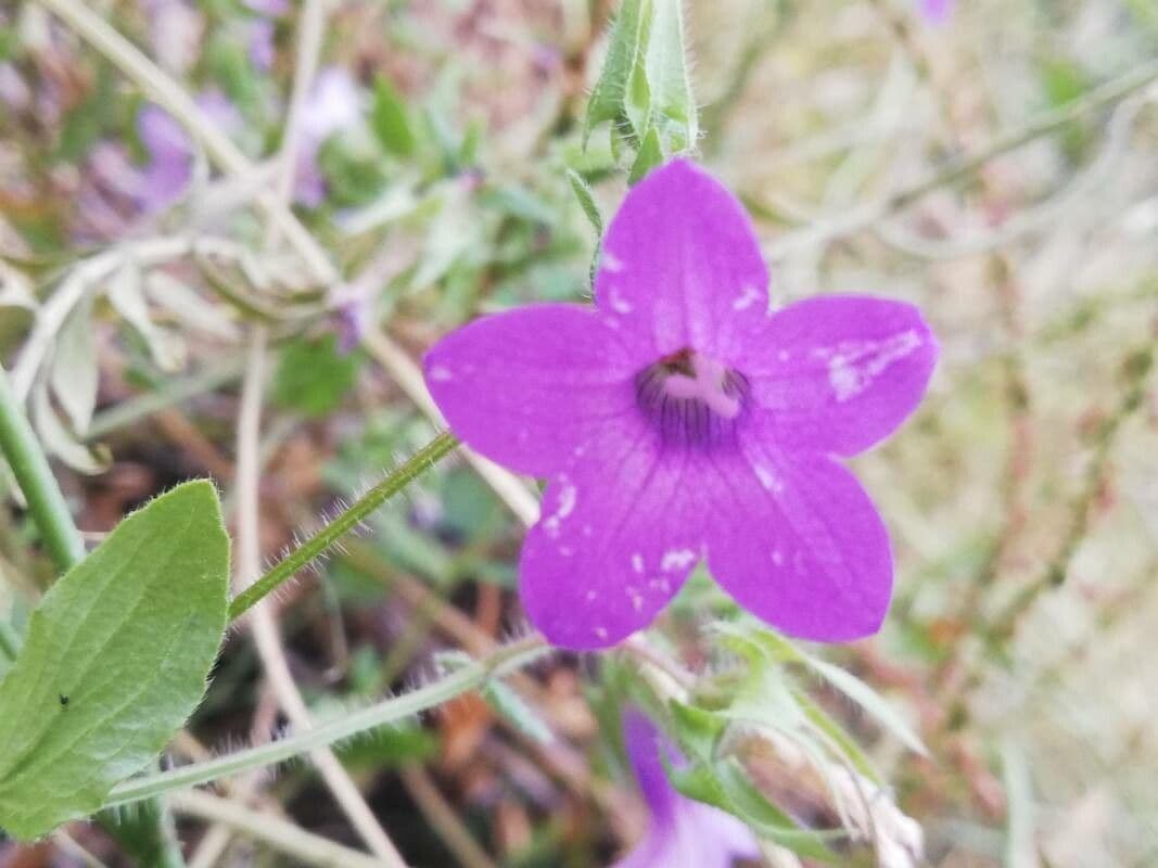Campanula dichotomous 2