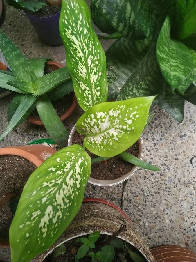 Dieffenbachia