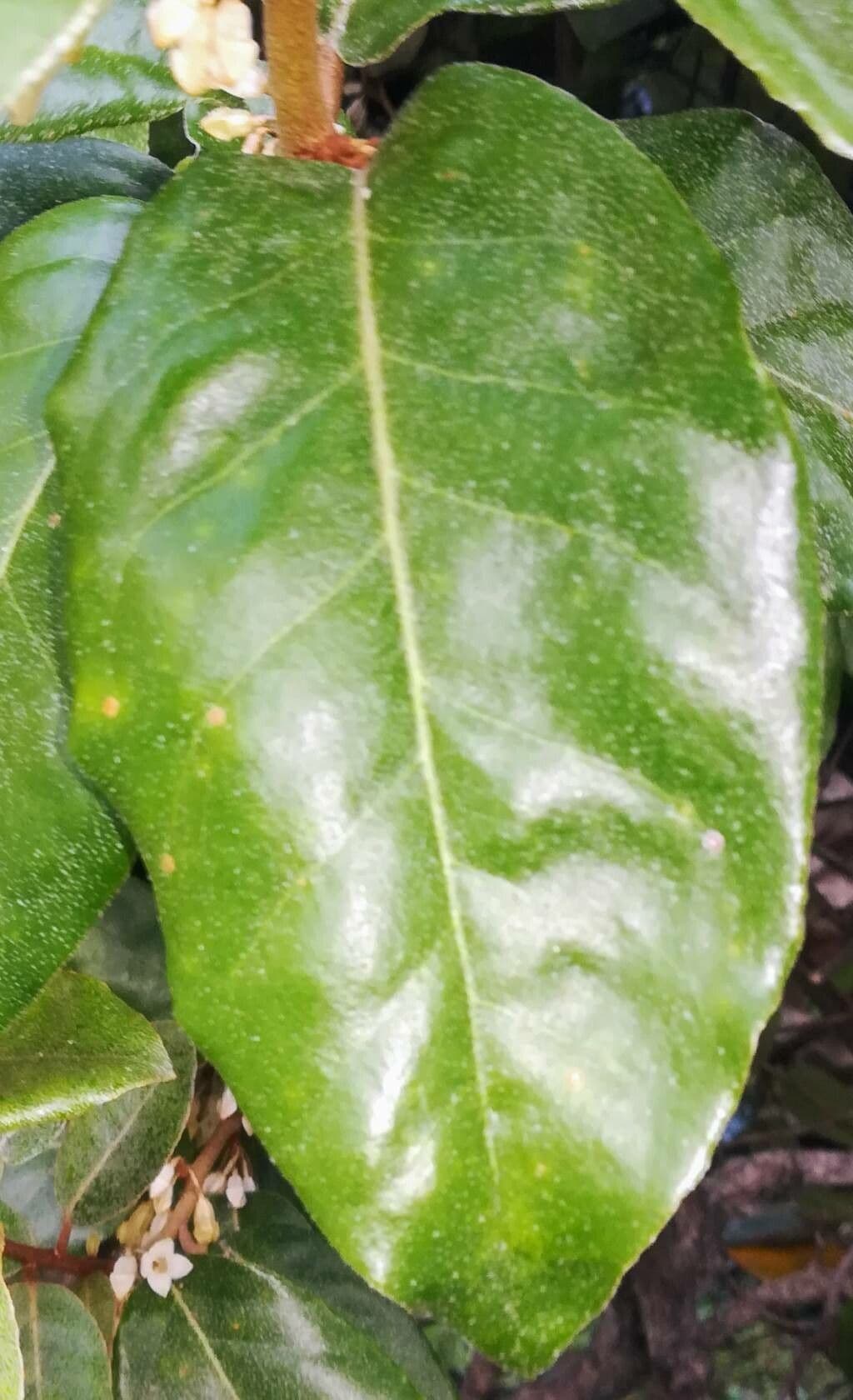 Elaeagnus 16