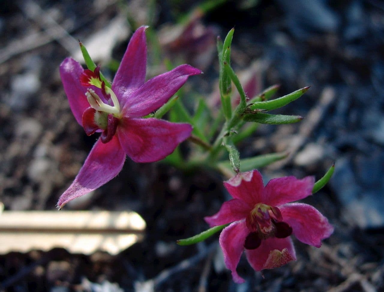 Krameria lanceolata 5