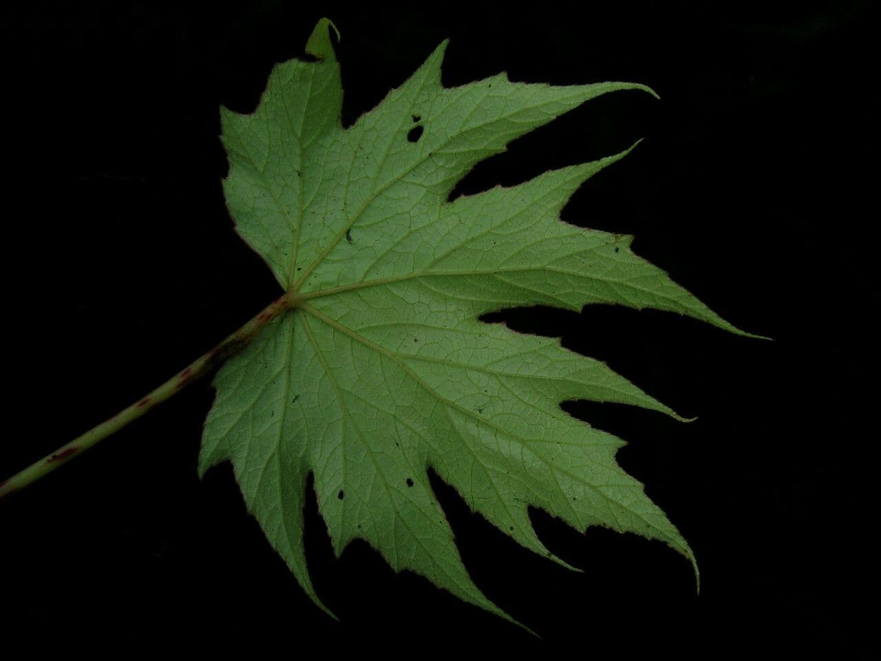 Begonia 12