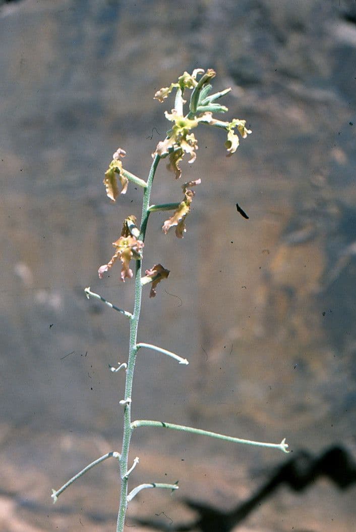 Violacciocca 2