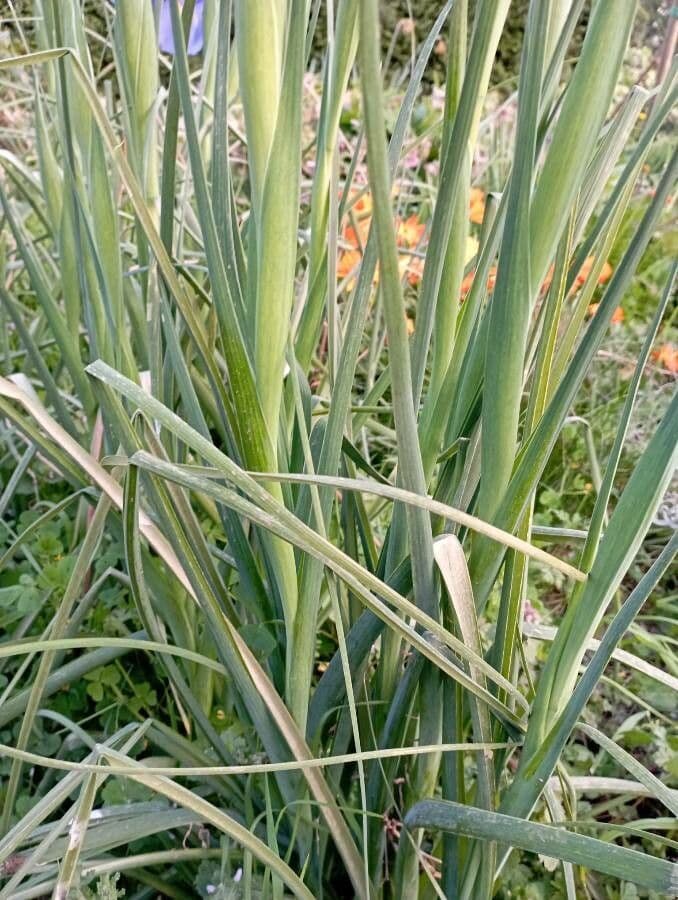 Iris xiphium 18