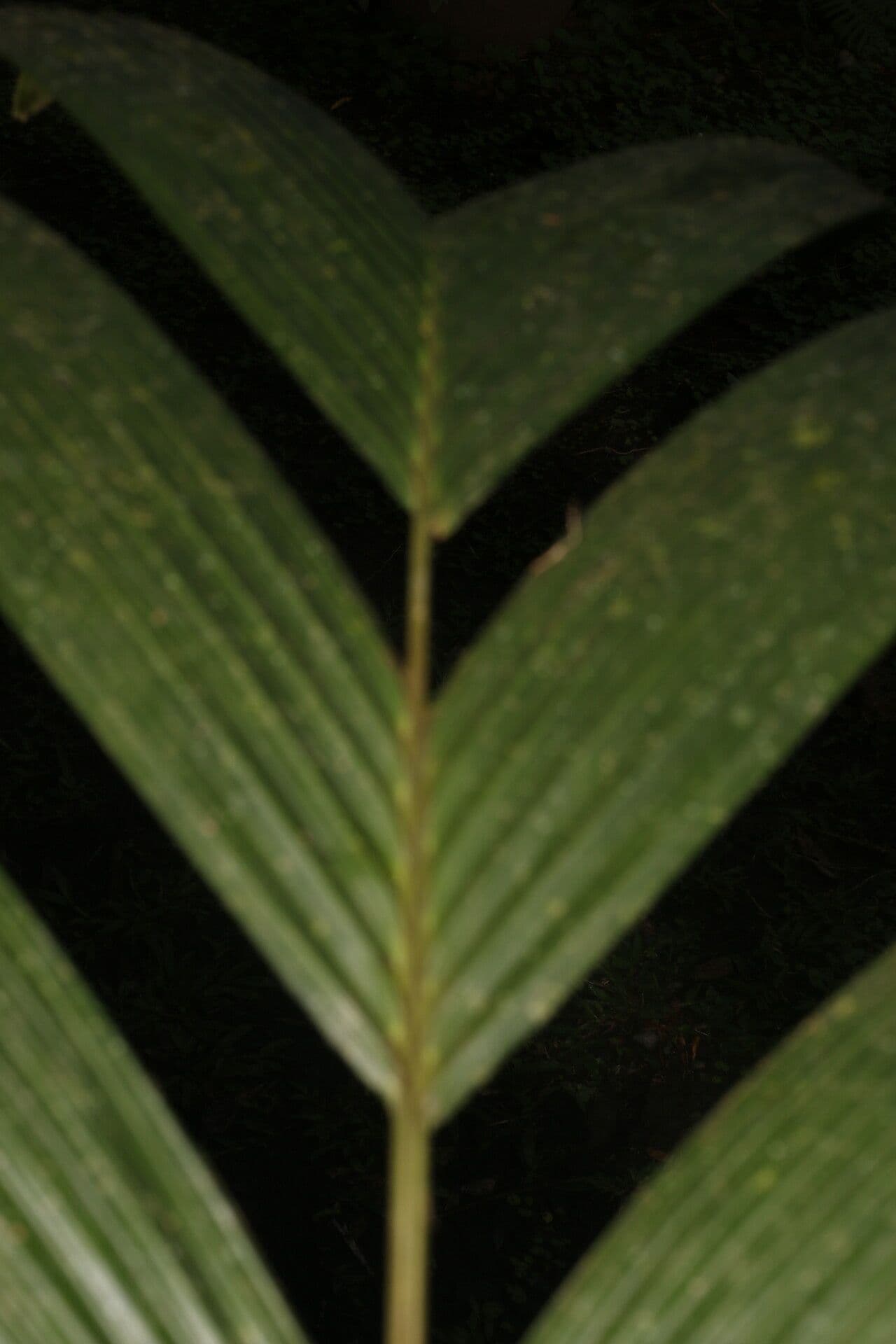 Calyptrogyne 3