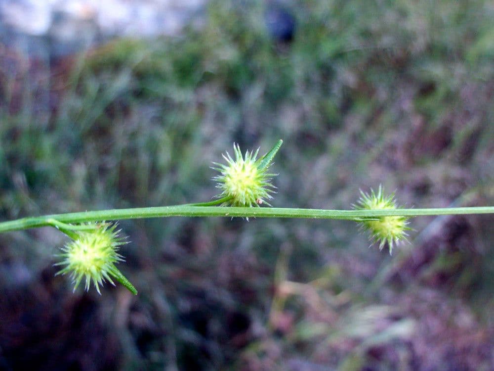 Succowia balearica