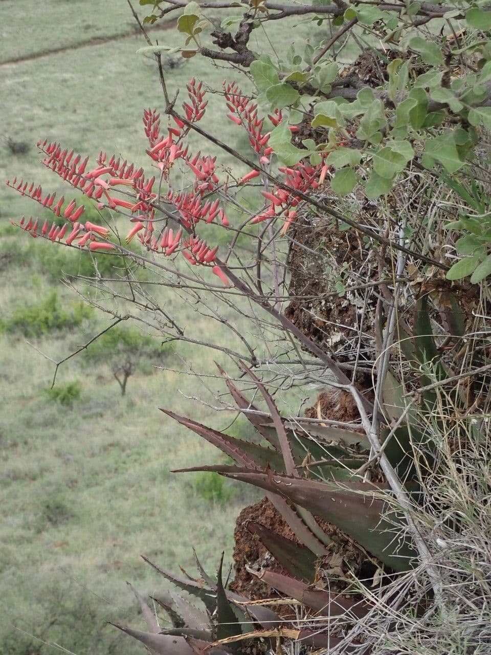 Aloe 18