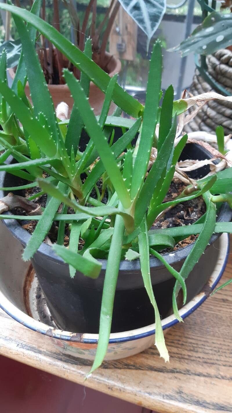 Aloe 7