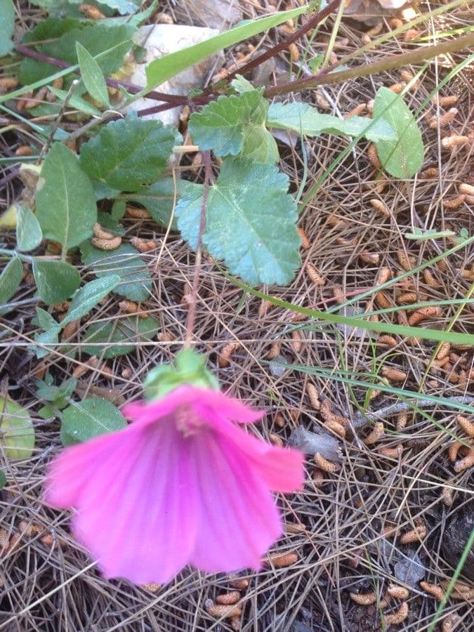 Malope malacoides 15